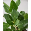 Ficus Audrey - National Plant Network -Artificial Plant Store GUEST 185c83ff c5a3 43b3 bbea a885a5bc5dfb
