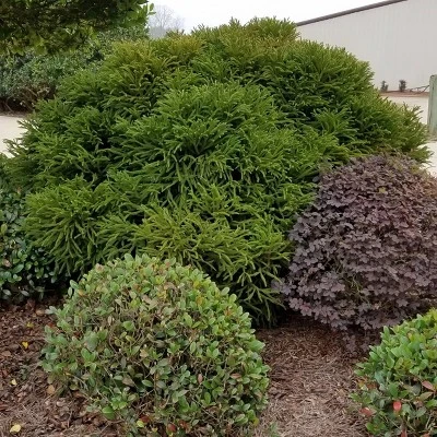 National Plant Network Live Outdoor Globosa Nana Cryptomeria Plant - 1ct 2gal 7 National Plant Network Live Outdoor Globosa Nana Cryptomeria Plant - 1ct 2gal - Image 5