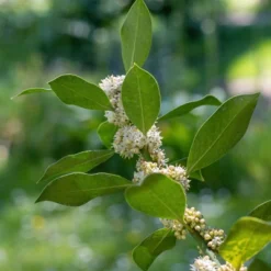 National Plant Network Live Outdoor Nellie R. Stevens Holly Plant - 1ct 3gal 15 National Plant Network Live Outdoor Nellie R. Stevens Holly Plant - 1ct 3gal -Artificial Plant Store GUEST 193c6de2 45b6 4252 ab12 7babbd81f11a