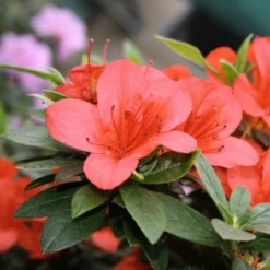 2.25gal Macrantha Orange Azalea Plant With Pink/Orange Blooms - National Plant Network: Perennial Shrub For Partial Shade -Artificial Plant Store GUEST 1a342fd3 167e 4136 aa28 758ad3d051a6