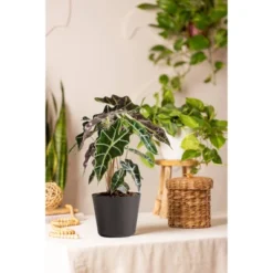 Live Alocasia Polly Elephant Ear Plant In 6" Standard Black Planter 7 Live Alocasia Polly Elephant Ear Plant In 6" Standard Black Planter -Artificial Plant Store GUEST 1a57a8e3 283f 4f4f 85a1 bf09f6a06207