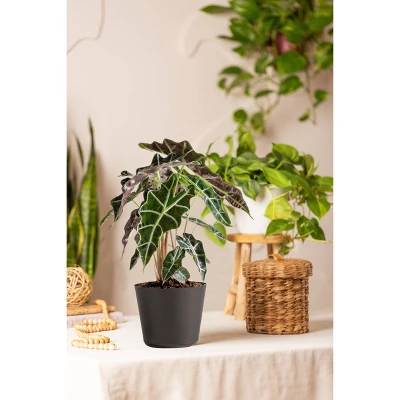Live Alocasia Polly Elephant Ear Plant In 6" Standard Black Planter 5 Live Alocasia Polly Elephant Ear Plant In 6" Standard Black Planter - Image 3
