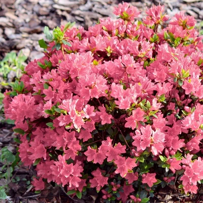 2.25gal Coral Bell Azalea Plant With Pink Blooms - National Plant Network 4 2.25gal Coral Bell Azalea Plant With Pink Blooms - National Plant Network - Image 2