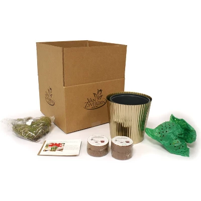 Amaryllis Kit Red Lion Bulb With Iron Brass Fluted Large Planter - Van Zyverden 5 Amaryllis Kit Red Lion Bulb With Iron Brass Fluted Large Planter - Van Zyverden - Image 3