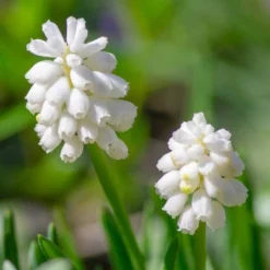 Van Zyverden 40ct Bulbs Multicolored Harmony Spring Blooming Patio Planter Set 7 Van Zyverden 40ct Bulbs Multicolored Harmony Spring Blooming Patio Planter Set -Artificial Plant Store GUEST 1a8aca35 4fa4 4514 8c2c 634aca43e68b