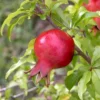 Dwarf Pomegranate - National Plant Network