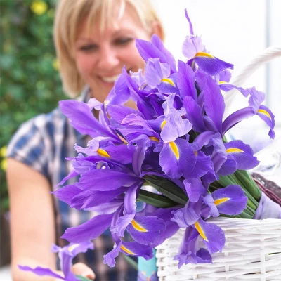 Van Zyverden 12ct Bulbs Iris Dutch Sapphire Beauty 7 Van Zyverden 12ct Bulbs Iris Dutch Sapphire Beauty - Image 5