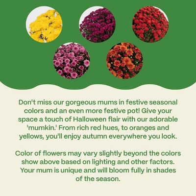 Halloween 12" Mumkin Live Plant - Good Little Garden™ 6 Halloween 12" Mumkin Live Plant - Good Little Garden™ - Image 4