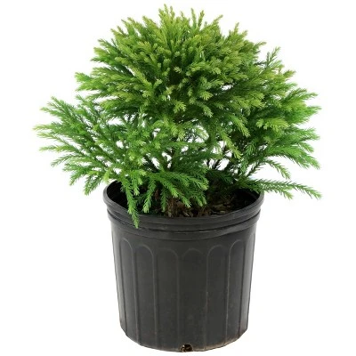 National Plant Network Live Outdoor Globosa Nana Cryptomeria Plant - 1ct 2gal 11 National Plant Network Live Outdoor Globosa Nana Cryptomeria Plant - 1ct 2gal - Image 9