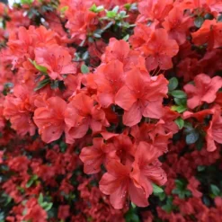 Azalea 'Amagasa' U.S.D.A. Hardiness Zones 7-9 - 1pc - Cottage Hill -Artificial Plant Store GUEST 1cf83adb 5dd3 4f19 9ed5 5177e1ebf69c