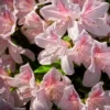 Encore 1pc Azalea Autumn Chiffon - National Plant Network -Artificial Plant Store GUEST 1d003972 00b4 4e94 8db4 cfb104094c8a