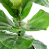 10" Fiddle Leaf Fig Plant - National Plant Network -Artificial Plant Store GUEST 1d70bb4b 234a 4ac4 922f 28f663c66170