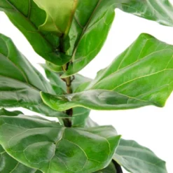 10" Fiddle Leaf Fig Plant - National Plant Network