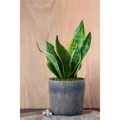 Live Sansevieria Snake Plant In Repose Rustic Stone Planter 8 Live Sansevieria Snake Plant In Repose Rustic Stone Planter -Artificial Plant Store GUEST 1f3d6ce4 2a9d 4cda 9eea 4c6bdee648bd