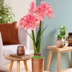 Van Zyverden Fast Track Amaryllis Bulb Kit Double Time With XL Artisan Decorative Planter 9 Van Zyverden Fast Track Amaryllis Bulb Kit Double Time With XL Artisan Decorative Planter -Artificial Plant Store GUEST 1f9fff9c ef3b 4fc2 9e79 dc51e75f6be0