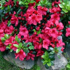 Azalea 'Johanna' 1pc U.S.D.A. Hardiness Zones 6-8 National Plant Network 2.25gal 7 Azalea 'Johanna' 1pc U.S.D.A. Hardiness Zones 6-8 National Plant Network 2.25gal -Artificial Plant Store GUEST 21357325 e777 4da5 9734 b2fa3464b82e