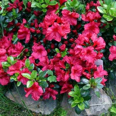 Azalea 'Johanna' 1pc U.S.D.A. Hardiness Zones 6-8 National Plant Network 2.25gal 5 Azalea 'Johanna' 1pc U.S.D.A. Hardiness Zones 6-8 National Plant Network 2.25gal - Image 3
