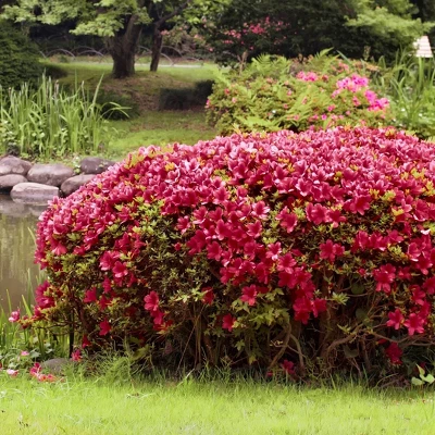 Azalea 'Johanna' 1pc U.S.D.A. Hardiness Zones 6-8 National Plant Network 2.25gal 4 Azalea 'Johanna' 1pc U.S.D.A. Hardiness Zones 6-8 National Plant Network 2.25gal - Image 2