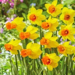 Van Zyverden 30ct Bulbs Narcissus Award Winning Perennial Deer Resistant Daffodil Blends 12 Van Zyverden 30ct Bulbs Narcissus Award Winning Perennial Deer Resistant Daffodil Blends -Artificial Plant Store GUEST 216c9476 22ba 42b9 936d a73551263b9d