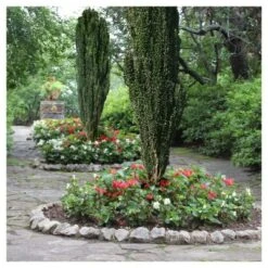 Holly 'Sky Pencil' 1pc - National Plant Network U.S.D.A Hardiness Zone 5-9 - 2.25 Gallon -Artificial Plant Store GUEST 21cda380 5456 4bf5 b930 a560da057f57