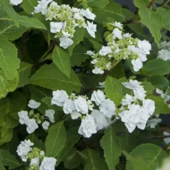 National Plant Network Live Outdoor 4" Wedding Gown Hydrangea Plants - 3ct -Artificial Plant Store GUEST 21d25f50 0758 4c0c aa1f 8da59145e998