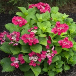 National Plant Network Live Outdoor 4" Cherry Explosion Hydrangea Plants - 3ct 13 National Plant Network Live Outdoor 4" Cherry Explosion Hydrangea Plants - 3ct -Artificial Plant Store GUEST 2236fdb2 1644 4b10 9a40 ebe31b945e4a