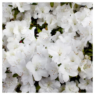 Azalea Delaware Valley White' 1pc - National Plant Network - U.S.D.A. Hardiness Zones 5 - 8 5 Azalea Delaware Valley White' 1pc - National Plant Network - U.S.D.A. Hardiness Zones 5 - 8 - Image 3
