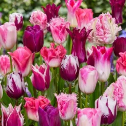 Van Zyverden 25ct Bulbs Tulips Extended Bloom Roseate Mixture Set -Artificial Plant Store GUEST 24412e44 59ca 49e9 a412 4d966e0c7149