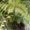 Sullivans Artificial Fern In Ball 2 Sullivans Artificial Fern In Ball -Artificial Plant Store GUEST 245307e7 7113 4885 a516 ad2adcc5f8d7
