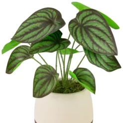 Northlight 10.25" Artificial Peperomia Plant In Two-Tone Ceramic Pot 10 Northlight 10.25" Artificial Peperomia Plant In Two-Tone Ceramic Pot -Artificial Plant Store GUEST 247ab378 491f 4bdc 94d9 eaa7465167c3