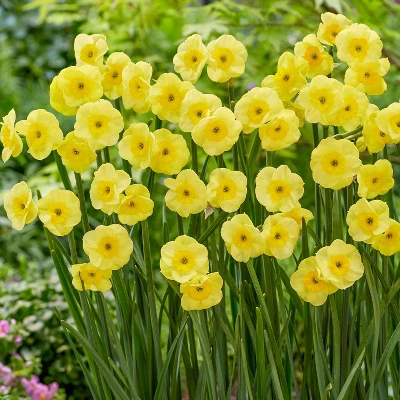 Van Zyverden 30ct Bulbs Narcissus Award Winning Perennial Deer Resistant Daffodil Blends 6 Van Zyverden 30ct Bulbs Narcissus Award Winning Perennial Deer Resistant Daffodil Blends - Image 4