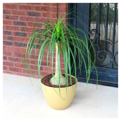 Ponytail Palm 1pc - National Plant Network U.S.D.A Hardiness Zone 8b-11 4 Ponytail Palm 1pc - National Plant Network U.S.D.A Hardiness Zone 8b-11 - Image 2