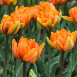 Van Zyverden 40ct Bulbs Multicolored Harmony Spring Blooming Patio Planter Set 8 Van Zyverden 40ct Bulbs Multicolored Harmony Spring Blooming Patio Planter Set -Artificial Plant Store GUEST 26f8fc78 c331 4d58 868d 342512a36093