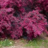 2gal Southern Living 'Red Diamond' Loropetalum Plant With Red Blooms - National Plant Network