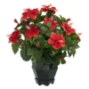 Nearly Natural 20-in Hibiscus W/Black Hexagon Vase Silk Plant 1 Nearly Natural 20-in Hibiscus W/Black Hexagon Vase Silk Plant -Artificial Plant Store GUEST 279e5480 d92a 43dd 9288 484292ab64fc