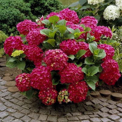 3pc Hydrangea Red Beauty - National Plant Network 3 3pc Hydrangea Red Beauty - National Plant Network