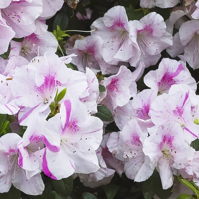 Encore Azalea Autumn 'Twist' 3gal U.S.D.A. Hardiness Zones 6-10 - 1pc - National Plant Network 4 Encore Azalea Autumn 'Twist' 3gal U.S.D.A. Hardiness Zones 6-10 - 1pc - National Plant Network - Image 2