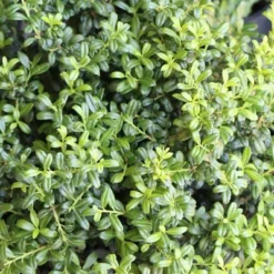 National Plant Network Live Outdoor Soft Touch Holly Plant - 1ct 1gal 11 National Plant Network Live Outdoor Soft Touch Holly Plant - 1ct 1gal -Artificial Plant Store GUEST 2a8ad511 f04f 444e 8cfc dcf1c96cf5dc