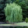 2.25gal Weeping Willow Tree - National Plant Network