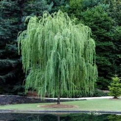 2.25gal Weeping Willow Tree - National Plant Network