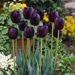 Van Zyverden 5ct Bulbs Tulips Queen Of Night -Artificial Plant Store GUEST 2aba6bee 4970 4c2b 937b 9054eb4f3aa4