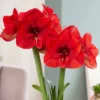 Van Zyverden Fast Track Amaryllis Bulb Kit Hypersonic With XL Artisan Decorative Planter 2 Van Zyverden Fast Track Amaryllis Bulb Kit Hypersonic With XL Artisan Decorative Planter -Artificial Plant Store GUEST 2ae43e52 cc55 4c56 bbc9 454783d5940a
