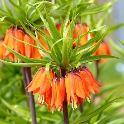 Van Zyverden 40ct Bulbs Multicolored Harmony Spring Blooming Patio Planter Set 3 Van Zyverden 40ct Bulbs Multicolored Harmony Spring Blooming Patio Planter Set