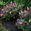 National Plant Network Outdoor Live 4" Buddleia Triple Treat Butterfly Bush Plants - 3ct