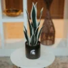 Forever Leaf Michigan State Faux Snake Plant, Indoor Artificial Plant For Home Decor