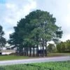 2.25gal Loblolly Pine Tree - National Plant Network 2 2.25gal Loblolly Pine Tree - National Plant Network -Artificial Plant Store GUEST 2c551de6 3c65 4f4f 99d6 bb90273c9008