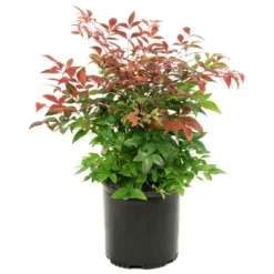 National Plant Network Outdoor Live Gulf Stream Nandina Plant - 1ct 1gal -Artificial Plant Store GUEST 2cb5a917 dfc9 4490 bf84 0b4e62c6c84f
