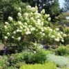 National Plant Network Live Outdoor Phantom Tree Hydrangea Plant -1ct 2gal -Artificial Plant Store GUEST 2cc66d71 8e9e 4d64 a640 ed7faf71ebc3