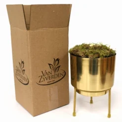 Amaryllis Fantasy Yellow Preplanted Bulb With Brass Finish Iron Plant And Stand - Van Zyverden 7 Amaryllis Fantasy Yellow Preplanted Bulb With Brass Finish Iron Plant And Stand - Van Zyverden -Artificial Plant Store GUEST 2d0502eb b3c3 4f20 be85 303e908f8801