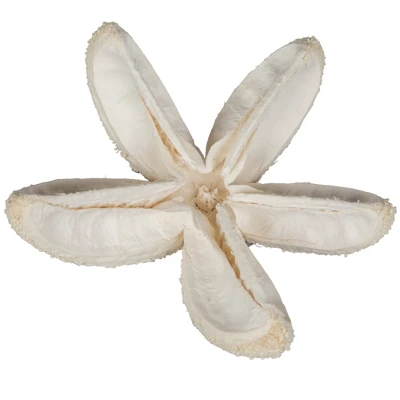 Vickerman Natural Botanicals 2"-3" Bullet Flower Bleached 50 Pcs/unit. Includes 50 Pieces Per Unit. 6 Vickerman Natural Botanicals 2"-3" Bullet Flower Bleached 50 Pcs/unit. Includes 50 Pieces Per Unit. - Image 4